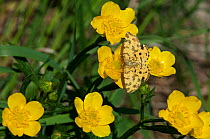 Speckled Yellow (Pseudopanthera macularia) butterfly on buttercup, Siuntio, south southern Finland, June.