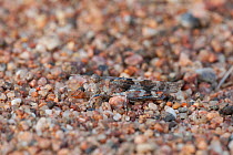 Grasshopper (Sphingonotus caerulans) female, southern Finland, September.