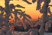 Sunset seen through frosty winter branches, central Finland, January.