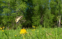 Swallowtail butterfly (Papilio machaon) flying in habitat, Joutsa (formerly Leivonmaki), Finland, May.