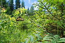 Swallowtail butterfly (Papilio machaon) flying in habitat, central Finland, June.