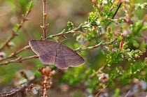 Tawny Wave moth (Scopula rubiginata) northern Finland, June.