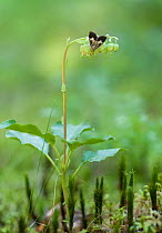 Grass moth (Udea hamalis) Kanta-Hame, southern Finland, June.