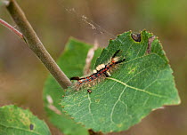 Rusty Tussock Moth (Orgyia antiqua) caterpillar, southwest Finland, July.
