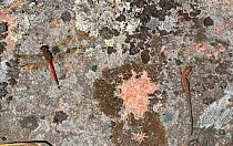 Viviparous lizard (Zootoca vivipara) and Vagrant Darter (Sympetrum vulgatum) on rock, Aland Islands, Finland, September.
