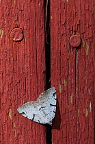 V-Moth (Macaria wauaria) on fence, South Karelia, southern Finland, July.