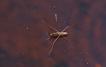 Water Strider (Gerridae) on water surface, central Finland, May.