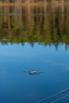 Water Strider (Gerridae) adult in habitat, central Finland, May.