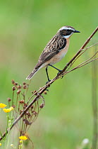 Whinchat (Saxicola rubetra) male perched, South Karelia, southern Finland, June.