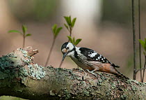 White-backed Woodpecker (Dendrocopos leucotos leucotos) female on lichen covered branch, southern Finland, May.