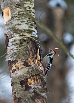 White-backed Woodpecker (Dendrocopos leucotos leucotos) male pecking birch trunk, central Finland, January.