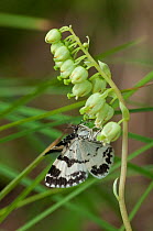 White-banded Carpet (Spargania luctuata) moth on Orthilia (Orthilia secunda) flower, Kanta-Hame, southern Finland, July.