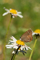 White-letter Hairstreak butterfly (Satyrium w-album) with ragged wings, feeding,  southwest Finland, July.