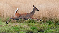 White-tailed deer (Odocoileus virginianus) running, in mid moult, Finland, September. Introduced species.
