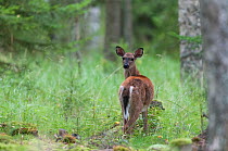 White-tailed deer (Odocoileus virginianus) rear view of juvenile, Finland, September. Introduced species.