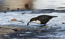White-throated Dipper (Cinclus cinclus cinclus) catching caddisfly larva, central Finland, March.