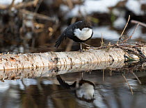 White-throated Dipper (Cinclus cinclus cinclus) stretching wings, central Finland, March.