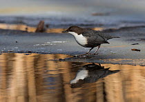 White-throated Dipper (Cinclus cinclus cinclus) reflected in water, central Finland, March.