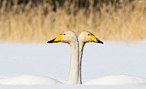 Whooper Swan (Cygnus cygnus) male and female facing in opposite directions, central Finland, April.