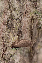 Winter Moth (Operophtera brumata) pair copulating, female wingless, Aland Islands, Finland, October.