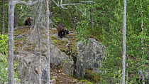 Wolverine (Gulo gulo) in forest, northern Finland, June.