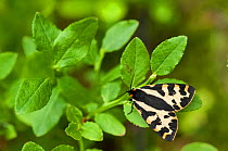 Wood tiger moth (Parasemia plantaginis) Kanta-Hame, southern Finland, July.