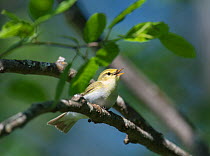 Wood warbler (Phylloscopus sibilatrix) singing male, central Finland, June.