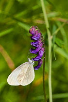 Wood white butterfly (Leptidea sinapis) female feeding on flower, South Karelia, southern Finland, June.