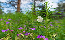 Wood white butterfly (Leptidea sinapis) flying in habitat, central Finland, June.