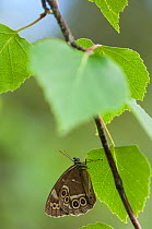 Woodland brown butterfly (Lopinga achine) Kanta-Hame, southern Finland, July.