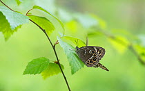 Woodland brown butterfly (Lopinga achine) male with female, Kanta-Hame, southern Finland, June.