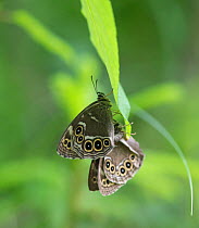 Woodland brown butterflies (Lopinga achine) copulating, Kanta-Hame, southern Finland, June.