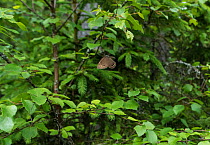 Woodland brown butterfly (Lopinga achine) male in flight, Kanta-Hame, southern Finland, June.