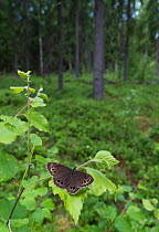 Woodland brown butterfly (Lopinga achine) male in habitat, Kanta-Hame, southern Finland, June.