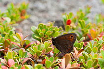 Woodland ringlet butterfly (Erebia medusa ssp. polaris) Karigasniemi, Finland, July.