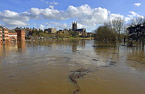 Wood cleared from Worcester Bridge floating downstream, after flooding, Worcestershire, England, UK. 16th February 2014.