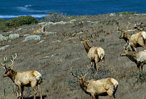 Tule elk (Cervus elaphus nannodes) herd with Coyote (Canis latrans) near the coast, California, USA. March. Endemic species.