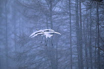 Two Red-crowned cranes (Grus japonensis) in flight in snow, Japan.