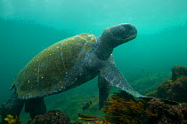 Green sea turtle (Chelonia mydas) on sea floor, Galapagos.