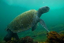 Green sea turtle (Chelonia mydas) on sea floor, Galapagos.