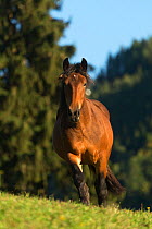 Noriker filly / foal trotting in a mountain pasture, St Oswald, Carynthia, Austria, September.