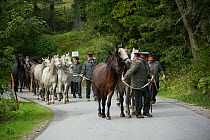 Piber Federal Stud employees leading Lipizzaner colts from the Stubalpe mountains to their winter stable, near Koflach, Styria, Austria, September 2013, 2013. Editorial use only.