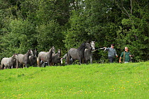Piber Federal Stud employees leading the Lipizzaner colts from the Stubalpe mountains to their winter stable, near Koflach, Styria, Austria, September 2013. Editorial use only.