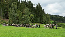 Piber Federal Stud employees leading the Lipizzaner colts from the Stubalpe mountains to their winter stable, near Koflach, Styria, Austria, September 2013. Editorial use only.