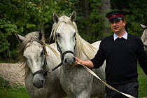 Piber Federal Stud employee leading two Lipizzaner colts from the Stubalpe mountains to their winter stable, near Koflach, Styria, Austria, September 2013. Editorial use only.