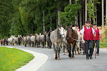 Piber Federal Stud employees leading Lipizzaner colts from the Stubalpe mountains to their winter stable, near Koflach, Styria, Austria, September 2013. Editorial use only.