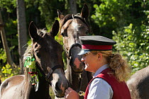 Piber Federal Stud employee with two Lipizzaner colts during the Almabtrieb when the horses are moved from the Stubalpe mountains to their winter stable, near Koflach, Styria, Austria, September 2013....