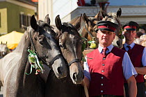 Piber Federal Stud employee with two Lipizzaner colt during the Almabtrieb when the horses are moved from the Stubalpe mountains to their winter stable, near Koflach, Styria, Austria, September 2013....