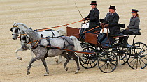 Two Lipizzaner stallions pulling carriages, Annual Autumn Parade, Piber Federal Stud, Maria Lankowitz, Koflach, Styria, Austria, September 2013. Editorial use only.