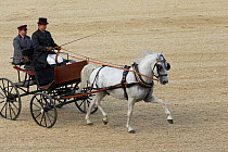 Lipizzaner stallion pulling a carriage, Annual Autumn Parade, Piber Federal Stud, Maria Lankowitz, Koflach, Styria, Austria, September 2013. Editorial use only.